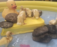 Cherry valley ducklings