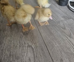 Cherry valley ducklings - 2