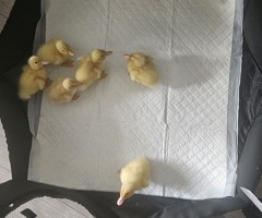 Cherry valley ducklings - 3
