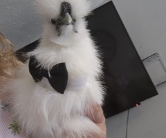 White or black silkie roos