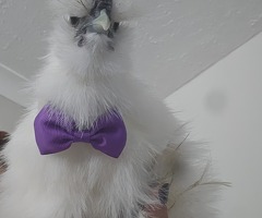 White or black silkie roos - 2
