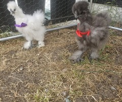 White or black silkie roos - 3