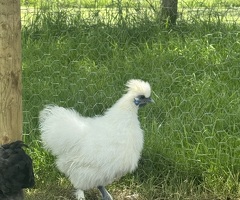2 white silkie cockerels for sale