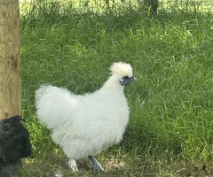 2 white silkie cockerels for sale - 2