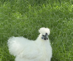 2 white silkie cockerels for sale - 3