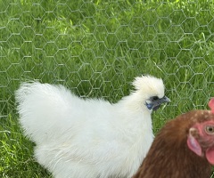 2 white silkie cockerels for sale - 4