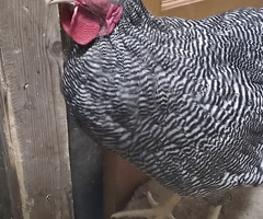 Plymouth Barred Rock cockerels