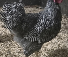 Plymouth Barred Rock cockerels - 2