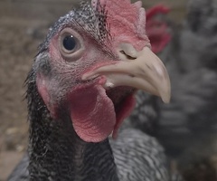 Plymouth Barred Rock cockerels