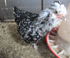 P O L Araucana/Pekin Bantams Pullets.
