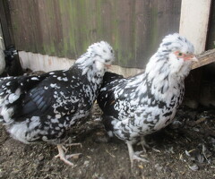 P O L Araucana/Pekin Bantams Pullets. - 2