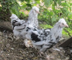 P O L Araucana/Pekin Bantams Pullets. - 3
