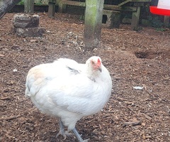 Two beautiful chooks, good layers