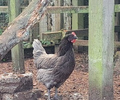 Two beautiful chooks, good layers - 2