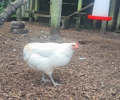 Two beautiful chooks, good layers - 3