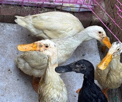 Ducks