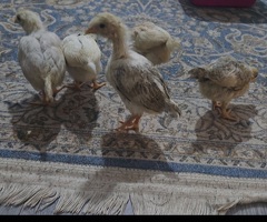 £5 each - 2
