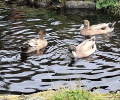 X3 khaki Campbell drakes
