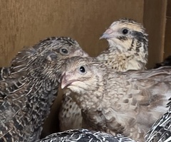 12 Jumbo Coturnix Quail Hatching Eggs