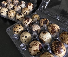 12 Jumbo Coturnix Quail Hatching Eggs - 2