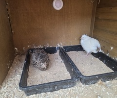12 Jumbo Coturnix Quail Hatching Eggs - 3
