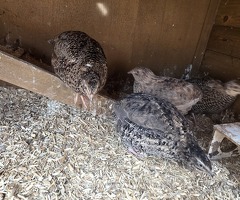 12 Jumbo Coturnix Quail Hatching Eggs - 4
