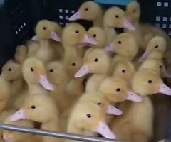 Cherry valley ducklings