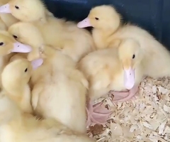 Cherry valley ducklings - 2