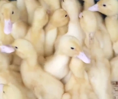Cherry valley ducklings - 3