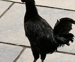 Ayam Cemani rooster