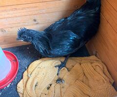 Ayam Cemani rooster - 2