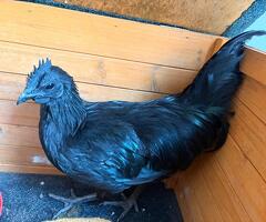 Ayam Cemani rooster - 3