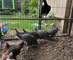 5 unsexed Guinea fowl keets