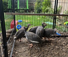 5 unsexed Guinea fowl keets - 2