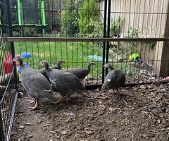 5 unsexed Guinea fowl keets - 3
