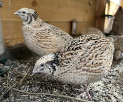 Coturnix Quail Females