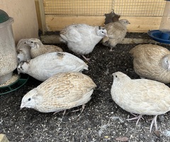 Coturnix Quail Females - 2