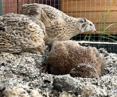 Coturnix Quail Females - 3