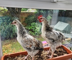 2 chickens 1 male one female