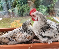 2 chickens 1 male one female - 2