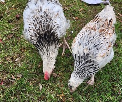 2 chickens 1 male one female - 3