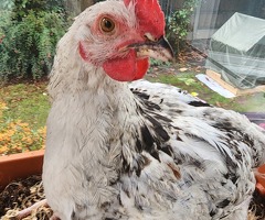 2 chickens 1 male one female - 4
