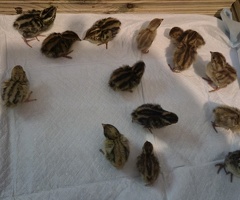 Corturnix quail chicks
