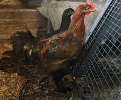 French Copper Black Cockerel