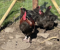 French Copper Black Cockerel - 2