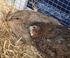 X2 male quails