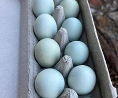 Cream legbar fertile hatching eggs.