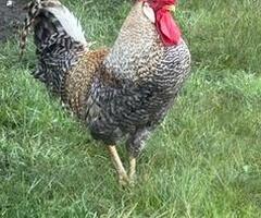 Cream legbar fertile hatching eggs. - 2