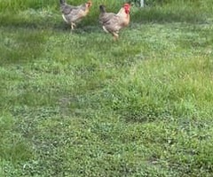 Cream legbar fertile hatching eggs. - 3