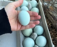 Cream legbar fertile hatching eggs. - 4